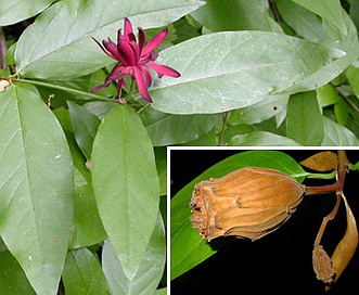 Calycanthus occidentalis