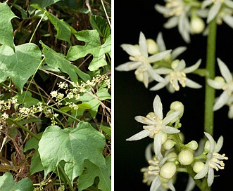 Calycocarpum lyonii