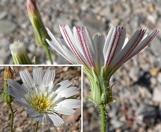 Calycoseris wrightii