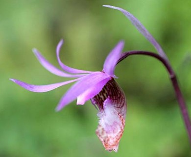 Calypso bulbosa