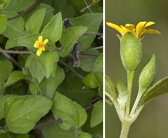 Calyptocarpus vialis