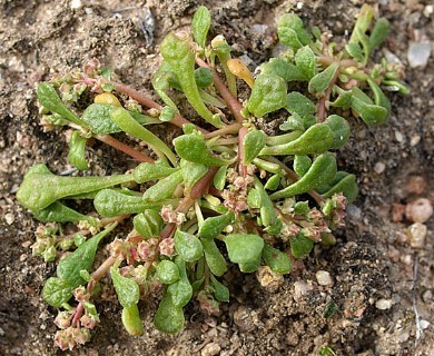 Calyptridium monandrum