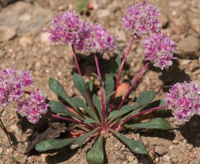 Calyptridium monospermum