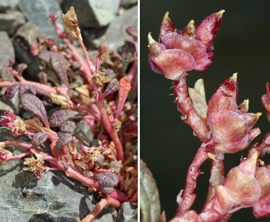 Calyptridium parryi