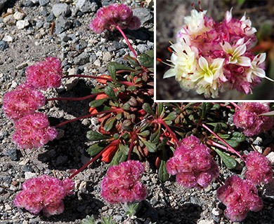 Calyptridium umbellatum