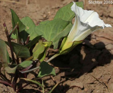 Calystegia atriplicifolia