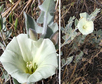 Calystegia collina