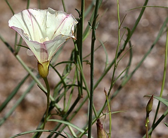 Calystegia longipes