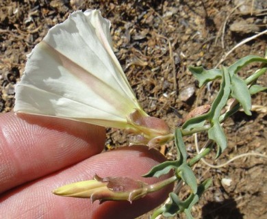 Calystegia peirsonii