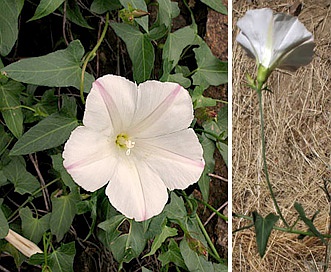 Calystegia purpurata