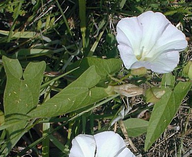 Calystegia sepium