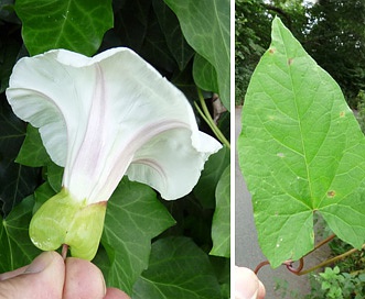 Calystegia silvatica