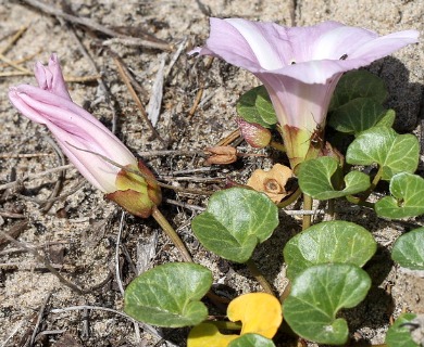 Calystegia soldanella