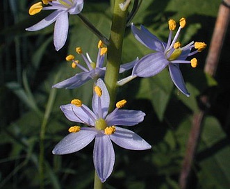 Camassia angusta