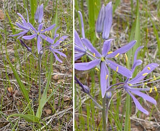 Camassia leichtlinii