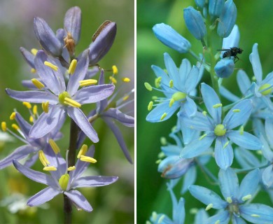 Camassia scilloides