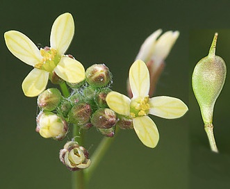 Camelina microcarpa