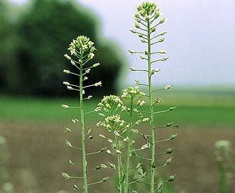 Camelina sativa