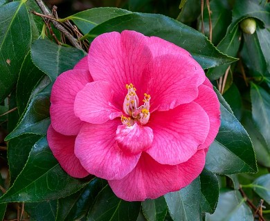 Camellia japonica