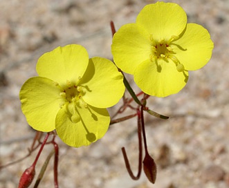 Camissonia campestris