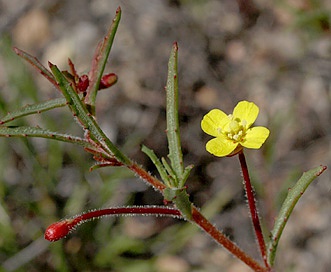 Camissonia contorta