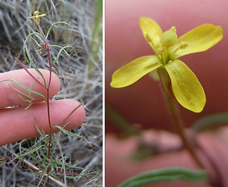 Camissonia parvula