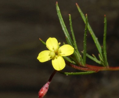 Camissonia strigulosa