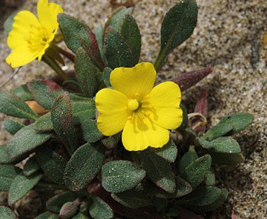 Camissoniopsis cheiranthifolia