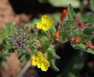 Camissoniopsis hirtella