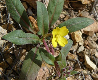 Camissoniopsis ignota