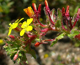 Camissoniopsis intermedia