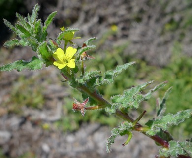 Camissoniopsis robusta