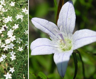 Campanula aparinoides