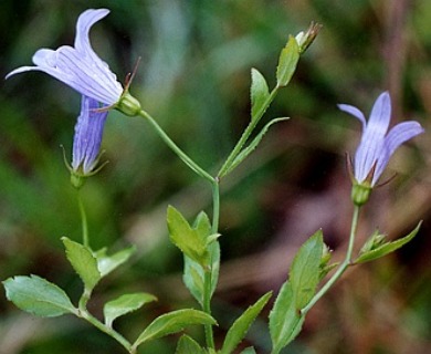 Campanula californica