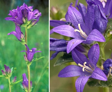 Campanula glomerata