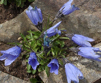 Campanula lasiocarpa