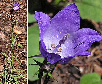 Campanula parryi