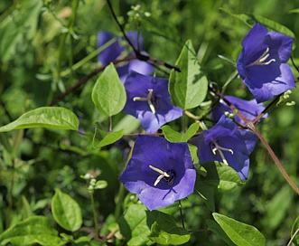 Campanula persicifolia