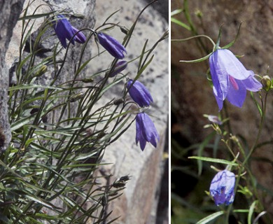 Campanula rotundifolia