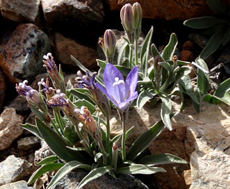 Campanula scabrella