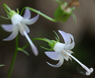 Campanula scouleri