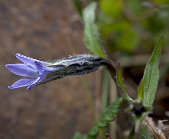 Campanula uniflora