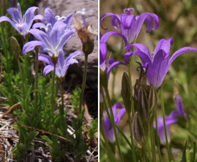 Campanula wilkinsiana