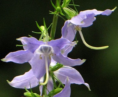 Campanulastrum americanum