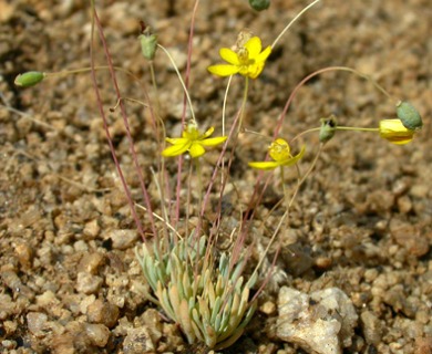 Canbya aurea