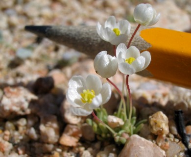 Canbya candida