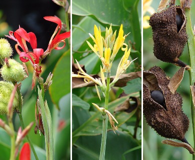 Canna indica