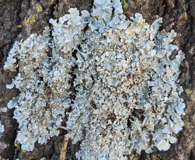 Canoparmelia cryptochlorophaea