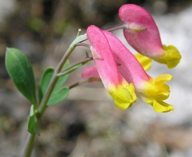 Capnoides sempervirens