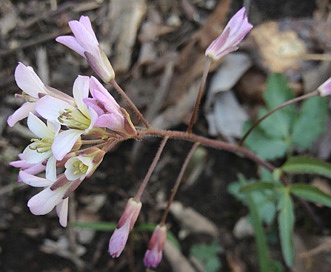 Cardamine angustata